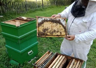 Istoria apicultuii 2